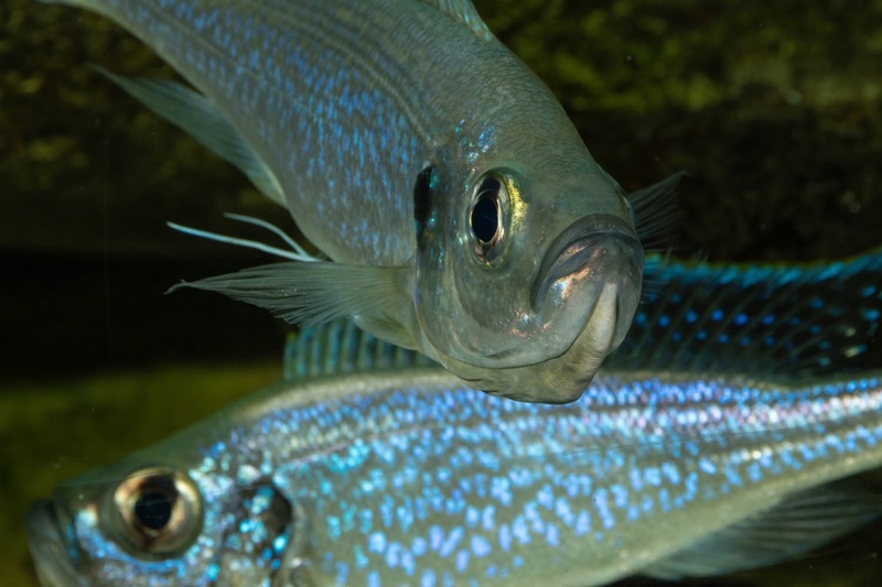 Haplotaxodon microlepis 'Cape Kabogo'